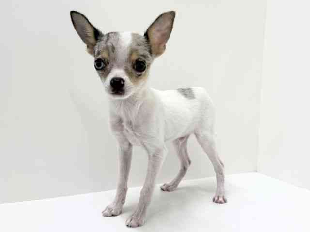 大阪府のチワワ(スムース) (ひごペットフレンドリーくずはモール店/2025年8月12日生まれ/男の子/ブルーマールホワイト)の子犬の3枚目の画像