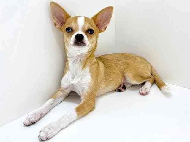 大阪府のチワワ(スムース) (ひごペットフレンドリーいこらもーる泉佐野店/2025年8月12日生まれ/女の子/レッド)の子犬の3枚目の画像