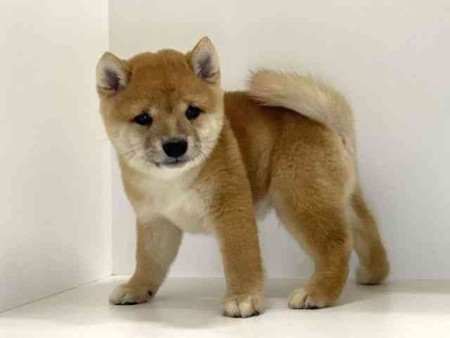 兵庫県の柴犬(標準サイズ) (ひごペットフレンドリーイトーヨーカドー明石店/2025年8月5日生まれ/男の子/赤)の子犬の3枚目の画像