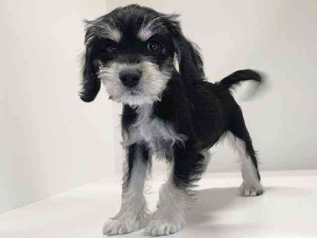 兵庫県のハーフ犬・ミックス犬 (ひごペットフレンドリーイトーヨーカドー明石店/2025年8月11日生まれ/女の子/ブラックタン)の子犬の3枚目の画像