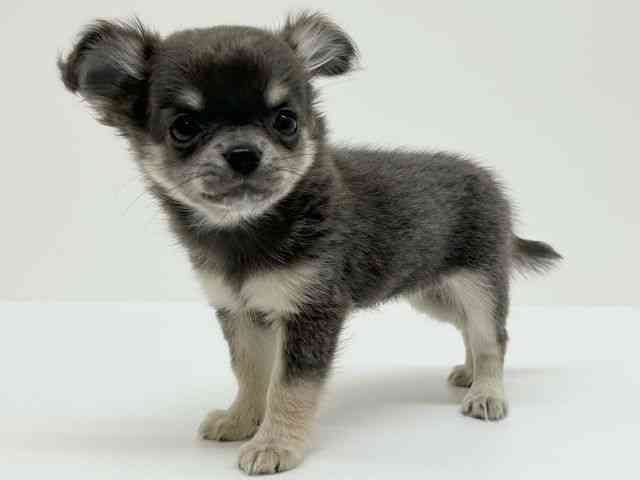 兵庫県のチワワ(ロング) (ひごペットフレンドリーブルメールHAT神戸店/2025年8月10日生まれ/女の子/ブルータンホワイト)の子犬の3枚目の画像