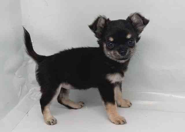 鳥取県のチワワ(ロング) (ひごペットフレンドリーイオンモール鳥取北店/2025年8月10日生まれ/女の子/ブラックタンホワイト)の子犬の3枚目の画像