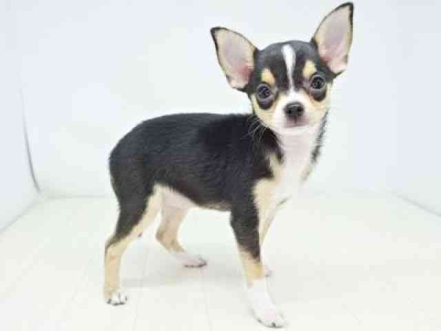 福岡県のチワワ(スムース) (ひごペットフレンドリーゆめタウン筑紫野店/2025年8月10日生まれ/女の子/ブラックタンホワイト)の子犬の3枚目の画像