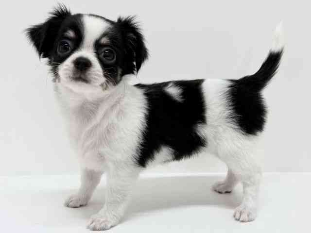 大阪府のチワワ(ロング) (ひごペットフレンドリーくずはモール店/2025年8月11日生まれ/女の子/ブラックタンホワイト)の子犬の3枚目の画像