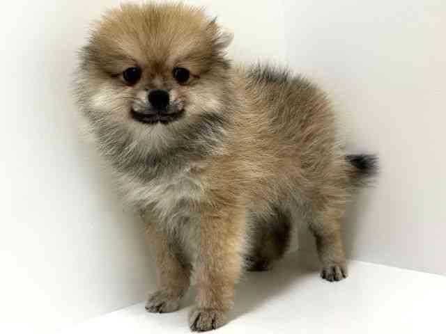 奈良県のポメラニアン (ひごペットフレンドリーイオンモール橿原ウエスト・ビレッジ店/2025年8月11日生まれ/男の子/クリームセーブル)の子犬の3枚目の画像