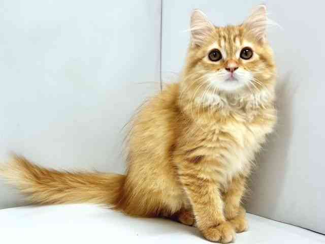 奈良県のラガマフィン (ひごペットフレンドリー奈良パワーシティ店/2025年8月5日生まれ/女の子/レッドタビー)の子猫の3枚目の画像