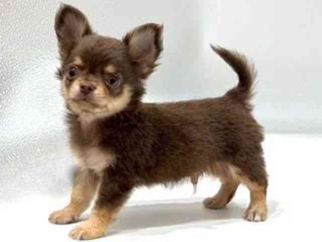 愛知県のチワワ(ロング) (ひごペットフレンドリーヴィアモール アピタ江南西店/2025年8月6日生まれ/男の子/チョコレートタン)の子犬の3枚目の画像