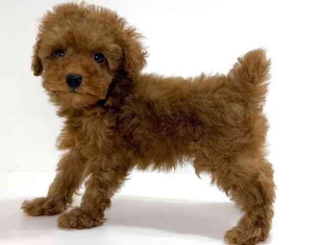 大阪府のトイプードル(トイ) (ひごペットフレンドリーイオンそよら海老江店/2025年8月10日生まれ/男の子/レッド)の子犬の3枚目の画像