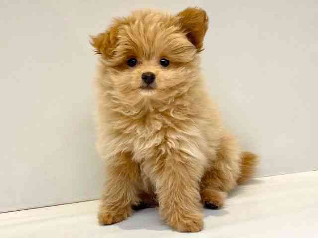 大阪府のマルプー(マルチーズ×プードル) (ひごペットフレンドリーセブンパーク天美店/2025年8月12日生まれ/女の子/クリーム)の子犬の3枚目の画像