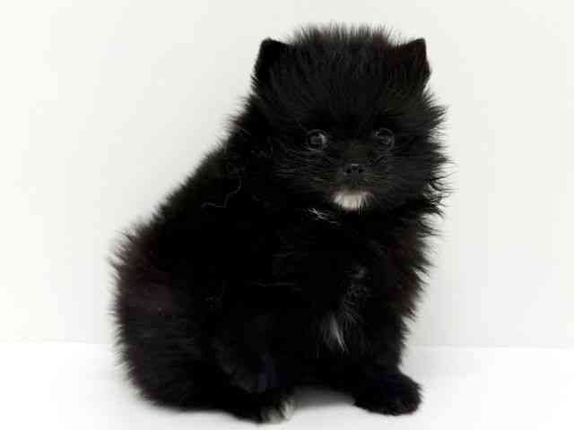 大阪府のポメラニアン (ひごペットフレンドリーくずはモール店/2025年8月12日生まれ/男の子/ブラックホワイト)の子犬の3枚目の画像