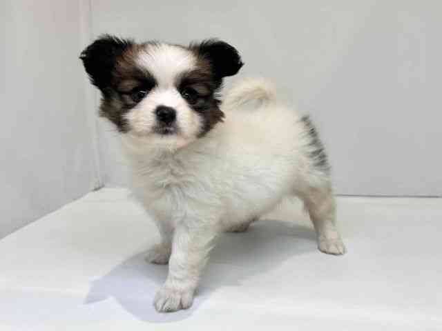 大阪府のパピヨン (ひごペットフレンドリーセブンパーク天美店/2025年8月12日生まれ/女の子/ホワイトブラウン)の子犬の3枚目の画像