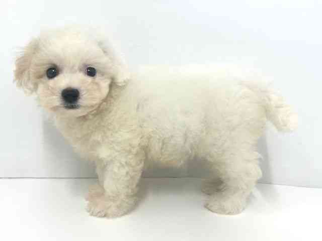 大阪府のビションフリーゼ (ひごペットフレンドリーベルファⅡ都島店/2025年8月2日生まれ/女の子/ホワイト)の子犬の3枚目の画像