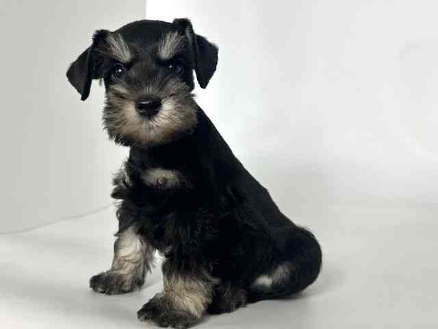 大阪府のミニチュアシュナウザー (ひごペットフレンドリーアクロスプラザ住之江店/2025年8月11日生まれ/男の子/ブラックシルバー)の子犬の3枚目の画像