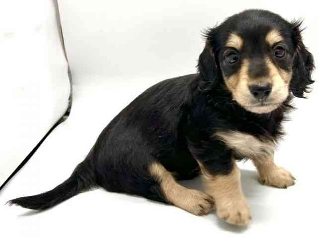 京都府のミニチュアダックスフンド(ロング) (ひごペットフレンドリー京都店/2025年8月11日生まれ/男の子/ブラックイエロー)の子犬の3枚目の画像