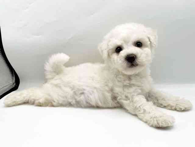 奈良県のビションフリーゼ (ひごペットフレンドリートナリエ大和高田店/2025年8月12日生まれ/男の子/ホワイト)の子犬の3枚目の画像