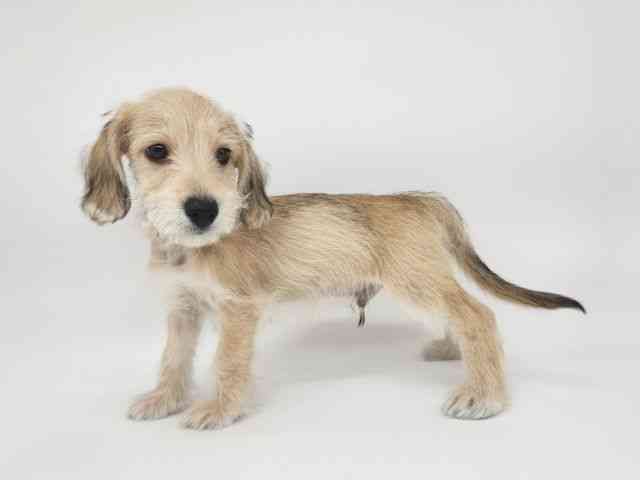 大阪府のシュナックス(シュナウザー×ダックス) (ひごペットフレンドリー泉ヶ丘店/2025年8月12日生まれ/男の子/レッド)の子犬の3枚目の画像