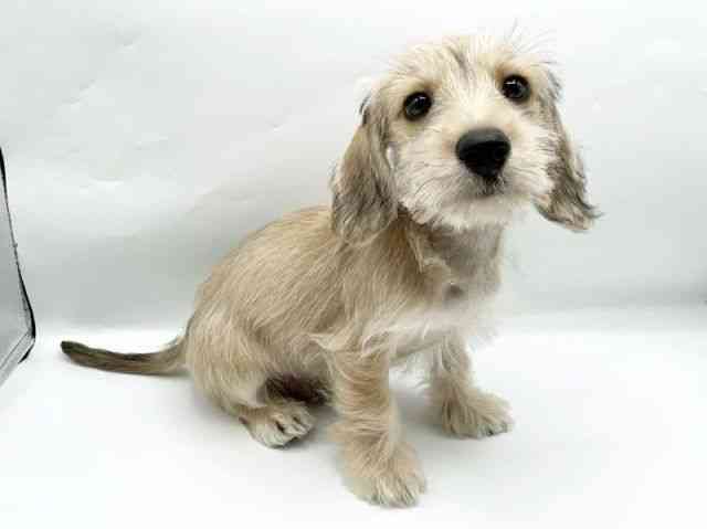 奈良県のシュナックス(シュナウザー×ダックス) (ひごペットフレンドリートナリエ大和高田店/2025年8月12日生まれ/男の子/レッド)の子犬の3枚目の画像