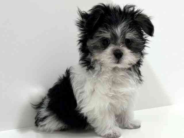 奈良県のポメマル/マルポメ(ポメラニアン×マルチーズ) (ひごペットフレンドリーイオンモール橿原ウエスト・ビレッジ店/2025年8月12日生まれ/男の子/ブラックタンホワイト)の子犬の3枚目の画像