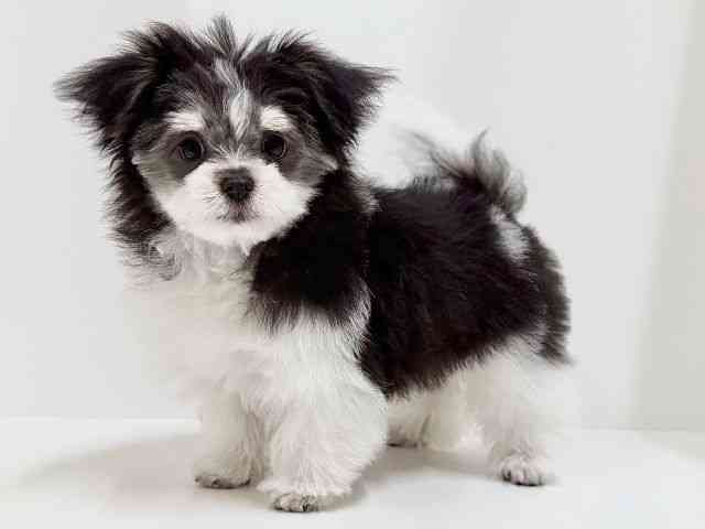 奈良県のポメマル/マルポメ(ポメラニアン×マルチーズ) (ひごペットフレンドリーイオンモール橿原ウエスト・ビレッジ店/2025年8月12日生まれ/男の子/ブラックタンホワイト)の子犬の3枚目の画像