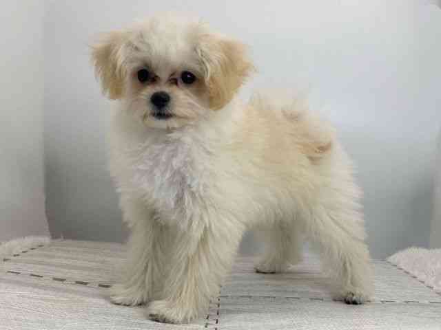 島根県のポメプー(ポメラニアン×プードル) (ひごペットフレンドリーイオンモール出雲店/2025年8月12日生まれ/女の子/クリーム)の子犬の3枚目の画像