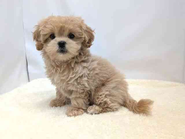 広島県のペキプー(ペキニーズ×プードル) (ひごペットフレンドリーゆめタウン廿日市店/2025年8月11日生まれ/女の子/アプリコット)の子犬の3枚目の画像