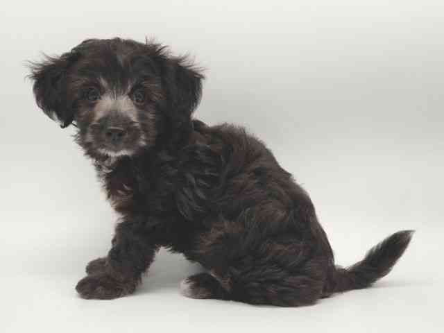 大阪府のマルプー(マルチーズ×プードル) (ひごペットフレンドリー泉ヶ丘店/2025年8月10日生まれ/女の子/ブラック)の子犬の3枚目の画像