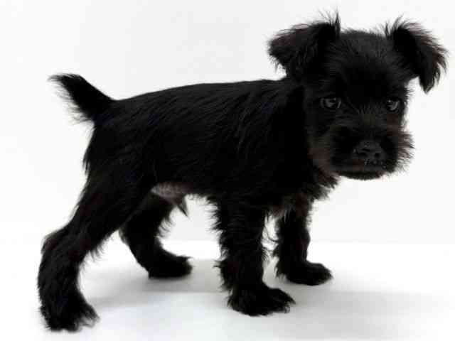 大阪府のミニチュアシュナウザー (ひごペットフレンドリーくずはモール店/2025年8月9日生まれ/男の子/ブラック)の子犬の3枚目の画像