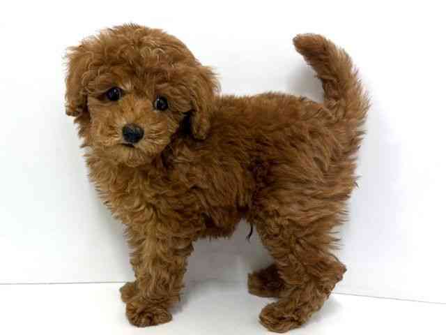 大阪府のトイプードル(トイ) (ひごペットフレンドリーベルファⅡ都島店/2025年8月8日生まれ/男の子/レッド)の子犬の3枚目の画像