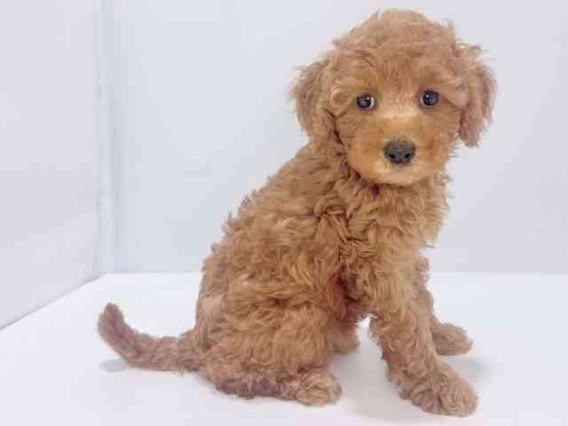 大阪府のトイプードル(トイ) (ひごペットフレンドリーイズミヤショッピングセンター千里丘店/2025年8月8日生まれ/女の子/レッド)の子犬の3枚目の画像