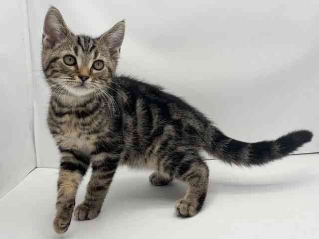 兵庫県のアメリカンショートヘアー (ひごペットフレンドリークラウンパーク伊丹店/2025年8月9日生まれ/男の子/ブラウンタビー)の子猫の3枚目の画像