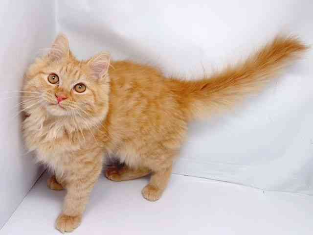 京都府のミヌエット (ひごペットフレンドリー洛北阪急スクエア店/2025年7月19日生まれ/男の子/レッドタビー)の子猫の3枚目の画像