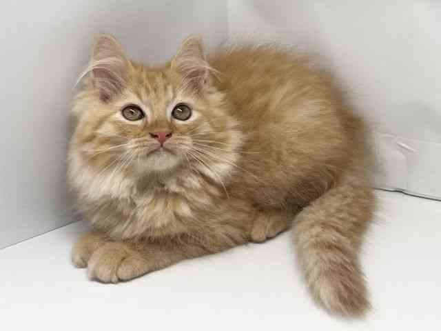 京都府のミヌエット (ひごペットフレンドリー洛北阪急スクエア店/2025年7月19日生まれ/男の子/レッドタビー)の子猫の3枚目の画像