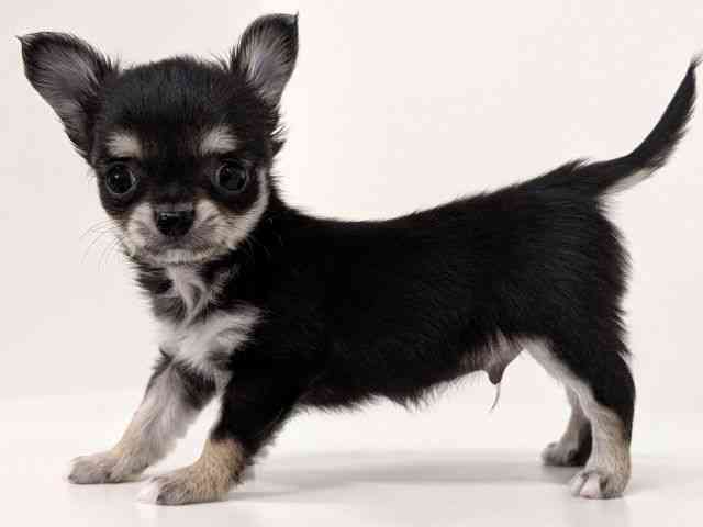 福岡県のチワワ(ロング) (ひごペットフレンドリーリバーウォーク北九州店/2025年8月13日生まれ/男の子/ブラッククリーム)の子犬の3枚目の画像