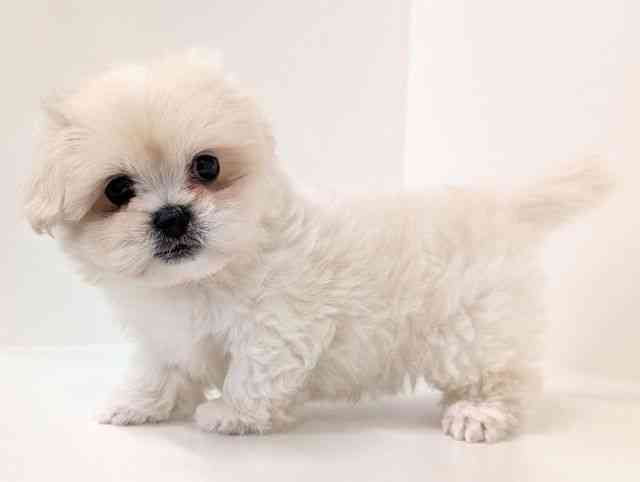 福岡県のペキマル/マルペキ(ペキニーズ×マルチーズ) (ひごペットフレンドリーリバーウォーク北九州店/2025年8月12日生まれ/男の子/クリーム)の子犬の3枚目の画像