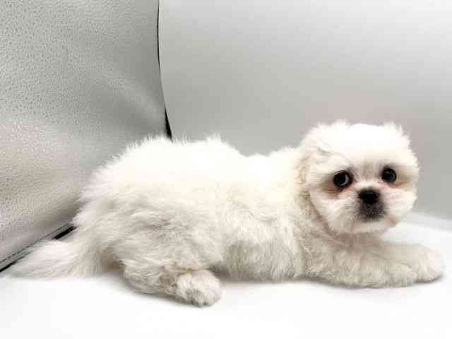 京都府のペキマル/マルペキ(ペキニーズ×マルチーズ) (ひごペットフレンドリーイオンモール高の原店/2025年8月12日生まれ/男の子/ホワイト)の子犬の3枚目の画像