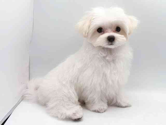 奈良県のマルチーズ (ひごペットフレンドリー田原本店/2025年8月13日生まれ/男の子/ホワイト)の子犬の3枚目の画像