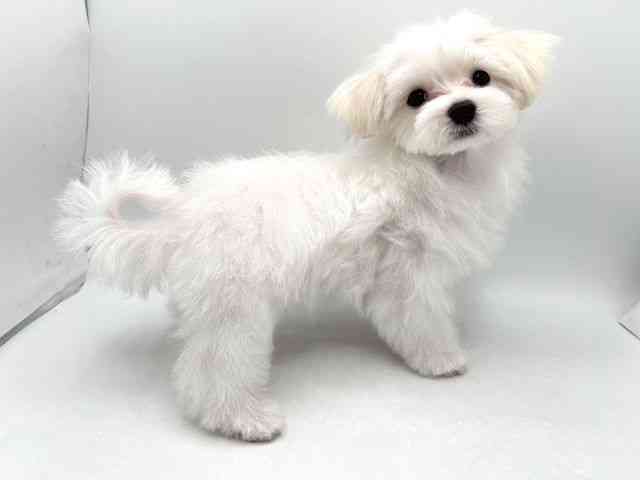 奈良県のマルチーズ (ひごペットフレンドリー田原本店/2025年8月13日生まれ/男の子/ホワイト)の子犬の3枚目の画像