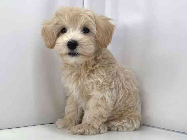 兵庫県のハーフ犬・ミックス犬 (ひごペットフレンドリーイオンタウン加古川店/2025年8月13日生まれ/男の子/クリーム)の子犬の3枚目の画像