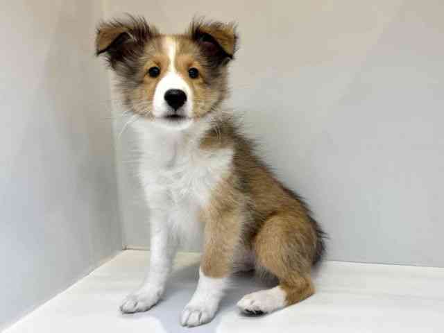 大阪府のシェットランドシープドッグ (ひごペットフレンドリーセブンパーク天美店/2025年8月11日生まれ/男の子/セーブルホワイト)の子犬の3枚目の画像