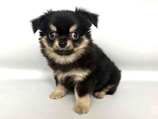 大阪府のチワワ(ロング) (ひごペットフレンドリー岸和田店/2025年8月12日生まれ/男の子/ブラックタン)の子犬の3枚目の画像