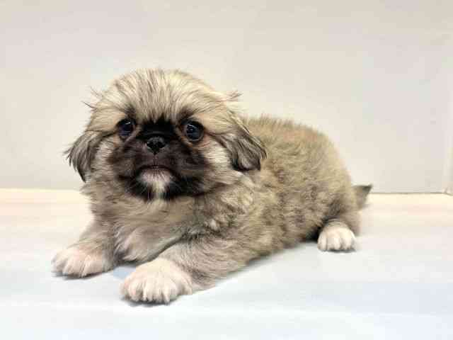 大阪府のペキニーズ (ひごペットフレンドリーセブンパーク天美店/2025年8月13日生まれ/女の子/フォーン)の子犬の3枚目の画像