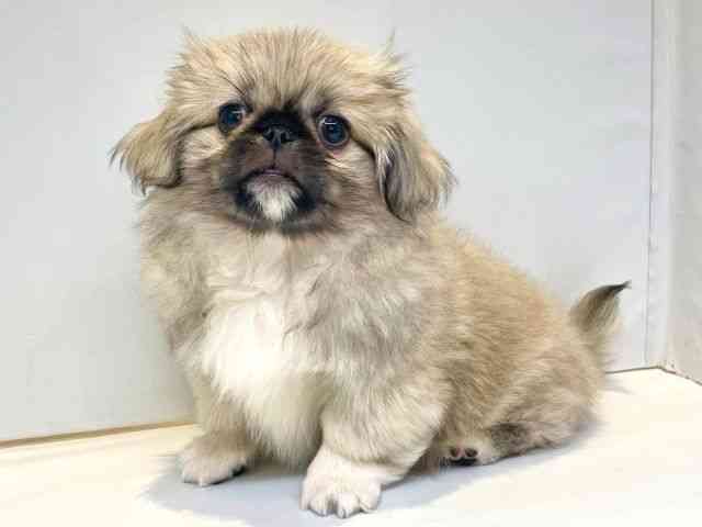 大阪府のペキニーズ (ひごペットフレンドリーセブンパーク天美店/2025年8月13日生まれ/女の子/フォーン)の子犬の3枚目の画像