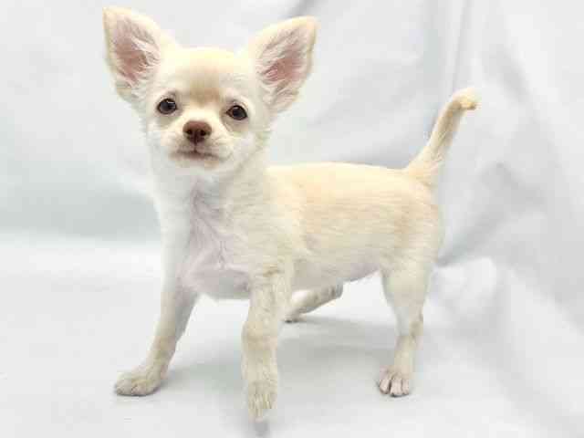 大阪府のチワワ(ロング) (ひごペットフレンドリーイトーヨーカドー津久野店/2025年8月13日生まれ/女の子/クリーム)の子犬の3枚目の画像