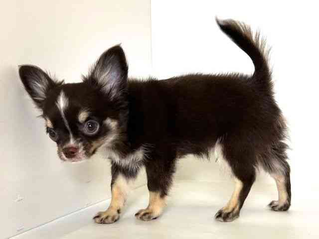 大阪府のチワワ(ロング) (ひごペットフレンドリーアクロスプラザ住之江店/2025年8月13日生まれ/男の子/チョコレートタンホワイト)の子犬の3枚目の画像