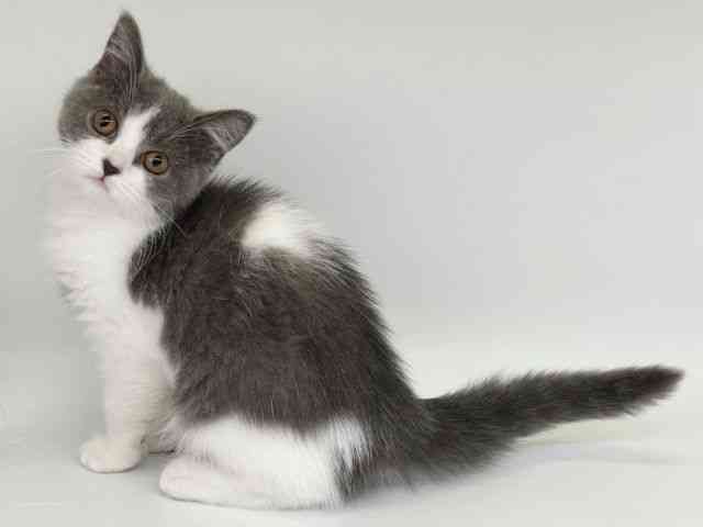 大阪府のブリティッシュショートヘアー (ひごペットフレンドリー瓜破店/2025年8月12日生まれ/女の子/ブルーホワイト)の子猫の3枚目の画像