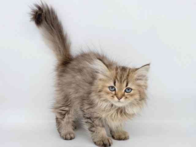 大阪府のペルシャ (ひごペットフレンドリー瓜破店/2025年8月1日生まれ/男の子/チンチラゴールデン)の子猫の3枚目の画像