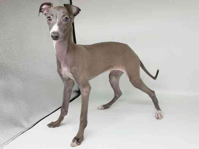 大阪府のイタリアングレーハウンド (ひごペットフレンドリー瓜破店/2025年8月12日生まれ/女の子/ブルーホワイト)の子犬の3枚目の画像