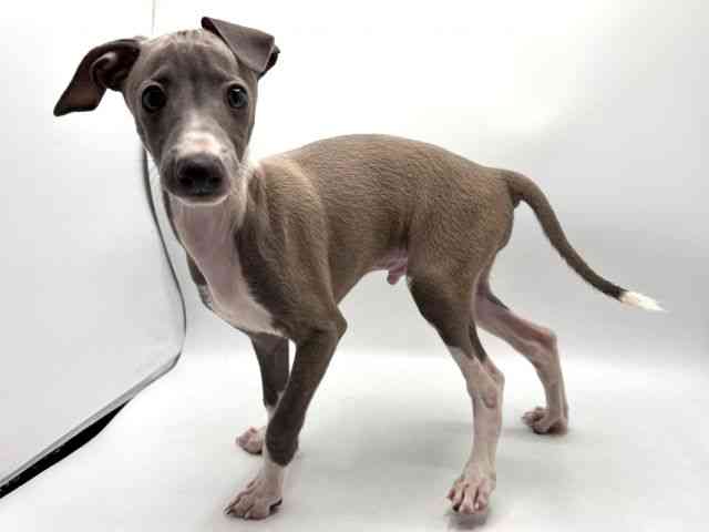 奈良県のイタリアングレーハウンド (ひごペットフレンドリー田原本店/2025年8月12日生まれ/男の子/ブルーホワイト)の子犬の3枚目の画像