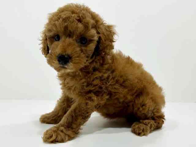 兵庫県のトイプードル(トイ) (ひごペットフレンドリーイオンタウン加古川店/2025年8月14日生まれ/女の子/レッドフォーン)の子犬の3枚目の画像