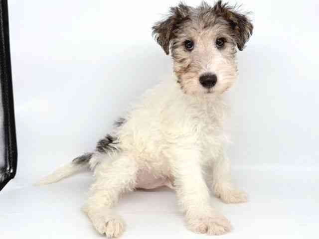 大阪府のワイアーフォックステリア (ひごペットフレンドリー瓜破店/2025年8月14日生まれ/男の子/ホワイトブラックタン)の子犬の3枚目の画像